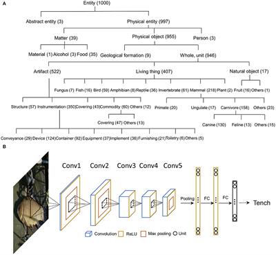 Semantic Relatedness Emerges in Deep Convolutional Neural Networks Designed for Object Recognition